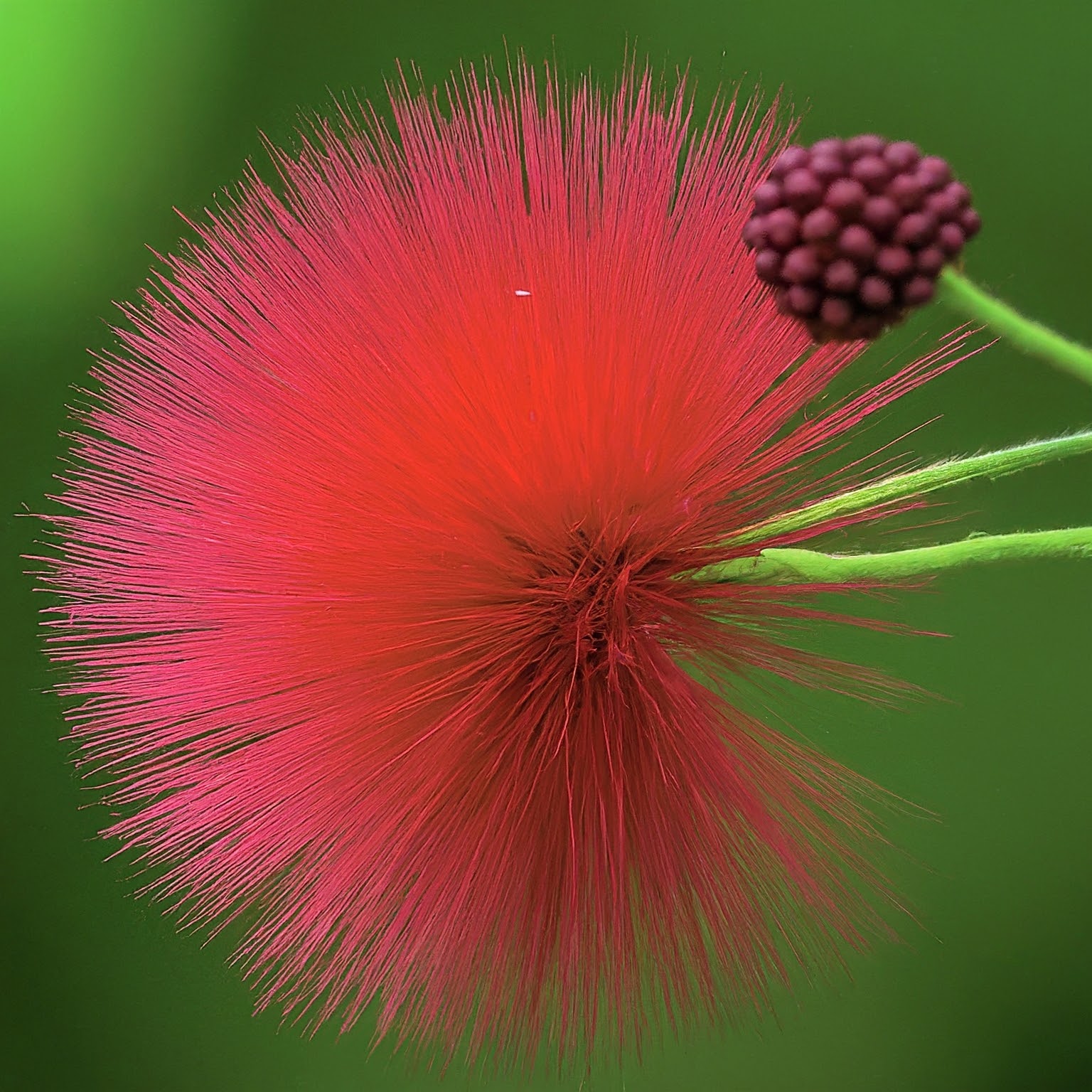 Marathi Moggu (Kapok Buds)